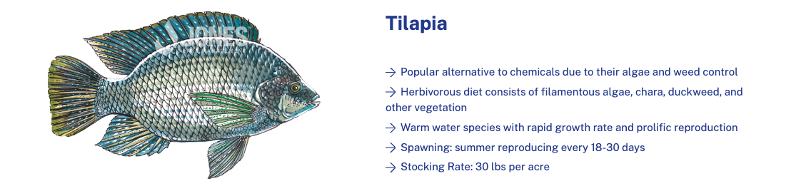 tilapia