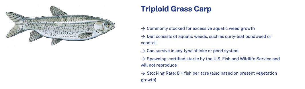 grass carp