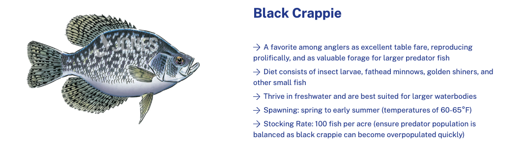 black crappie