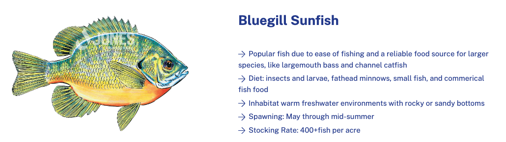 bluegill