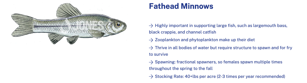 fathead